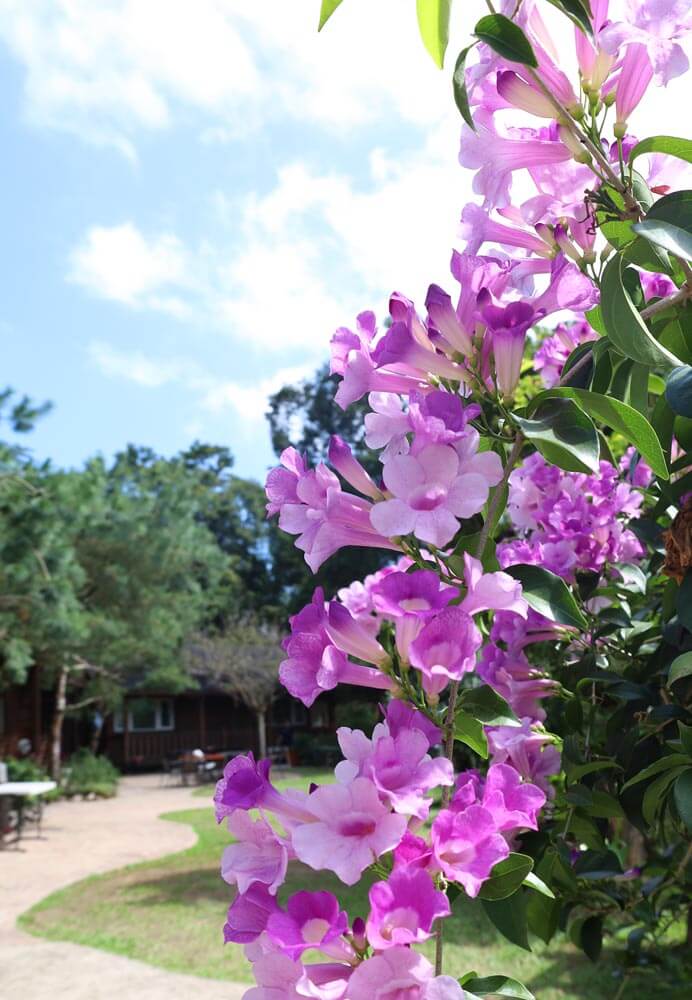 南庄住宿推薦——鳳櫻山莊｜中秋烤肉+免費卡拉OK歡唱【苗栗】