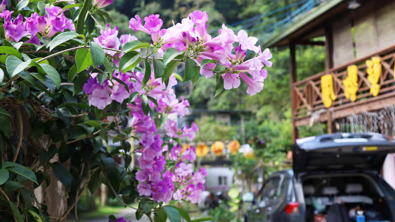 南庄住宿推薦——鳳櫻山莊｜中秋烤肉+免費卡拉OK歡唱【苗栗】