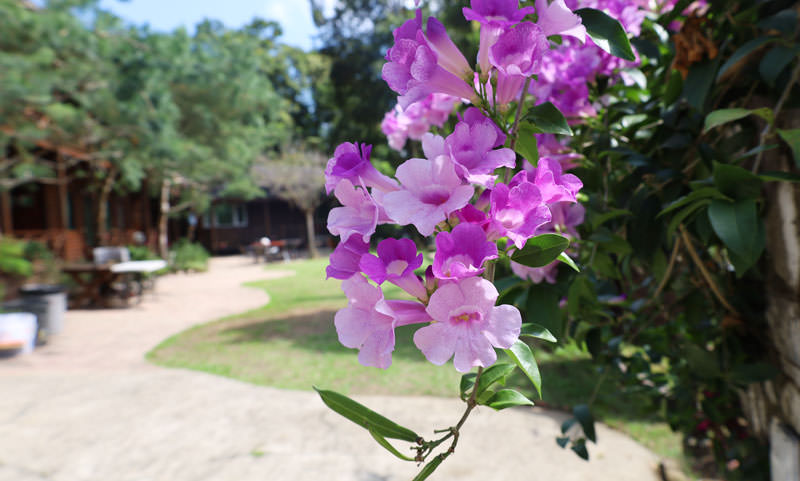 南庄住宿推薦——鳳櫻山莊｜中秋烤肉+免費卡拉OK歡唱【苗栗】