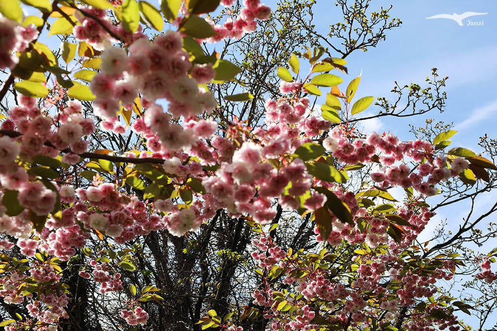 【都柏林】聖史蒂芬綠地 St Stephen’s Green|陽光草地&愛爾蘭起義歷史 - 第46張圖