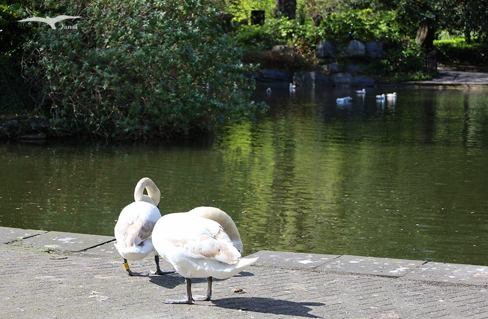 【都柏林】聖史蒂芬綠地 St Stephen’s Green|陽光草地&愛爾蘭起義歷史 - 第27張圖