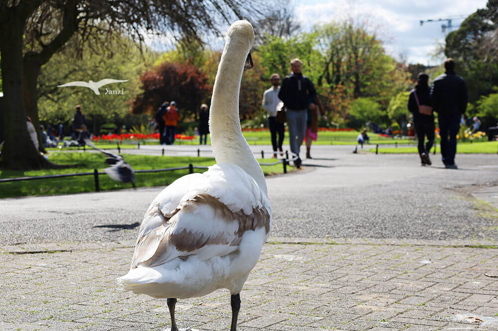 【都柏林】聖史蒂芬綠地 St Stephen’s Green|陽光草地&愛爾蘭起義歷史 - 第24張圖