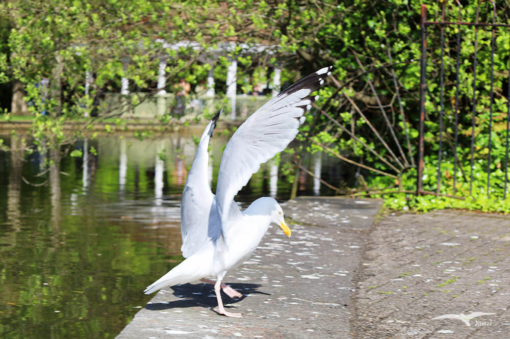【都柏林】聖史蒂芬綠地 St Stephen’s Green|陽光草地&愛爾蘭起義歷史 - 第21張圖