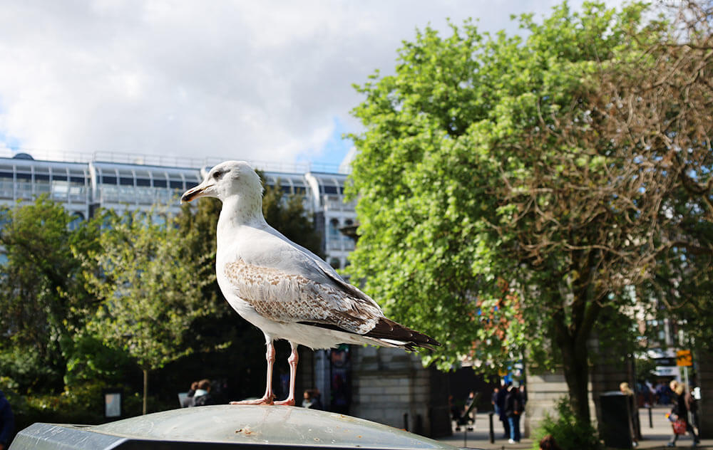 【都柏林】聖史蒂芬綠地 St Stephen’s Green|陽光草地&愛爾蘭起義歷史 - 第60張圖